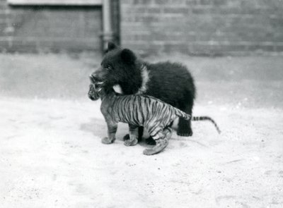 Ein Braunbärenjunges spielt mit einem Tigerjungen im Londoner Zoo, April 1914 von Frederick William Bond